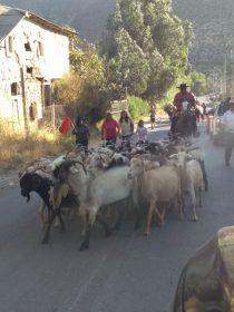 Cabritas y Cabritos se Hicieron Presente en la Celebración del Día del Trashumante Ancestral en Salamanca